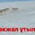 Көкжал қасқыр ұтылды Ит деген осындай болу керек 5 қасқырды жеңді