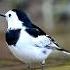 White Wagtail Bird Standing On Rock Bird Of Thailand