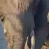 Angry Elephant Charges Car In Kruger National Park