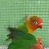 LOVEBIRD BETINA BIRAHI MINTA KAWIN Bird Birds Birdsounds Lovebirds Nature Burung Burungkicau