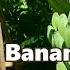 Urban Farm Front Yard Wicking Garden Update Squash Bananas More