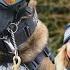 THE BELGIAN MALINOIS SUPER SOLDIER DOG