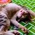 Cat To Sarai Ruk Ja Cat Funny Shorts