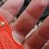 Ganzo Firebird Knife The Affordable 19 Spyderco Delica Clone