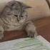Real Youtube Funny Memes Funnymemes Reletable Reality Otp Forget Cat