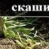 Рожь как сидерат Обязательно посадите для улучшения почвы