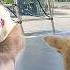 Kind Bibi Always Gives Special Attention And Love To The Puppy