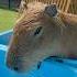 Bath Time Capybara Cappiness Capybaracafe