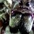 Sydney Funnel Web Vs Wolf Spider MONSTER BUG WARS