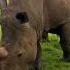 Rhino Sound Part 4