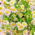 осенний дождь цветы дождь осень октябрь Flowers Herbs