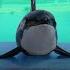 Orca Morgan S Life In Captivity Zembla International