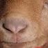 Baby Goat Song A Farm Remake Of Baby Shark