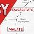 KREBS CYCLE MADE SIMPLE TCA Cycle Carbohydrate Metabolism Made Easy