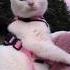 Why Is This Cat So Angry