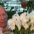 The Trick To Cattleya Floriferousness