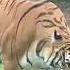 Tiger Ausgebrochen Frisst Fleisch Musik Geeflow Musab HASBİ RABBİ