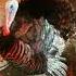 Танцы индюка Turkey Dancing
