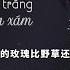 Vietsub Thiên Nga Trắng Và Quạ Xám 白天鹅与灰乌鸦 Dương Nhất Kỳ 杨一琪