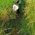 How To Catch Dog Bird Funny Video India Indonesia Mexico Vietnam Italy Kuwait Malaysia