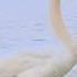 лебедь Swan белыйлебедь плавает озеро красиваяптица музыка грациознаяптица птица