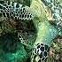 OZEN LIFE Maadhoo Wouldn T You Want To Spend A Morning Snorkeling With The Turtles