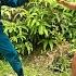 Hazardous Goods Traffickers On The Run Are They Caught Or Free Episode 2