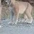 Two Lynx Cats Scream At Each Other 1046300
