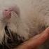 Cat Rubbing On My Hand Like A Crazy