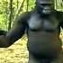 Bara Bere MUSIC Dancing Gorillas