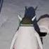 Noot Noot