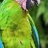 Our Planet Macaw Parrots 4K Relaxing Music With Colorful Birds In The Rainforest