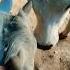 Sing Mat Pakdo Song Suna Rahi Hu Cow Funny Sound Funnyshort