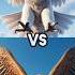 Brown Eagle Vs Snow Owl Vs Seagul Owl Vulture Falcon Crow White Faicon Short ViralShort