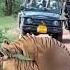 Rare Sighting Tigers Mating In Zone 6 Of Ranthambore