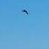 Speedy Mallard Duck Drake RSPB St Aidan S Birds Avian Nature