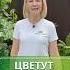 Топ 5 роз которые будут радовать вас цветением всё лето