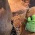 Iboop IBOOP Capybara Peluche Peluches Fyp Plushtoys Plush Plushies Regalo Capibara Dolls