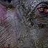A Wildlife Odyssey Southeast Asia S Island Paradise Part 1 Free Documentary Nature