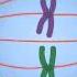 Animation How The Cell Cycle Works