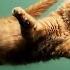 Cat Playing Funny Cats Cat Meowing