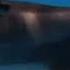 Video Shows Dolphin Calf S Birth And First Breath At Chicago Zoo With Mom S Friend Helping