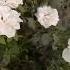 White Rose Flower Looking Beautiful Music Dj Flowergarden Nature Flowergardening Gardening