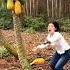 Having Fun Picking Papayas Satisfying Short