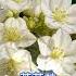 茉莉花 Mo Li Hua Jasmine Flower Remix By DJ Licky Liu Feat MTJUNG STARS