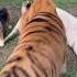 Brave Dog Save Snowy From Kenzo Tiger Babycats Tigercat Babytigers Tigerfight Zoo Kenzo