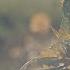 Nature Short Film Apparat Feat Soap Skin With Goodbye From Dark A Netflix Original