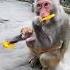 вершина гор где снимали Аватар Monkey Animals Cute Zoo Nature Babymonkey Funny Travel