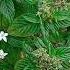 Beautiful Flowers Shorts Shortsvideos Shamazainabkhan
