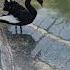 Black Duck Shorts Shortvideo Trending Trendingshorts Zoo Duck